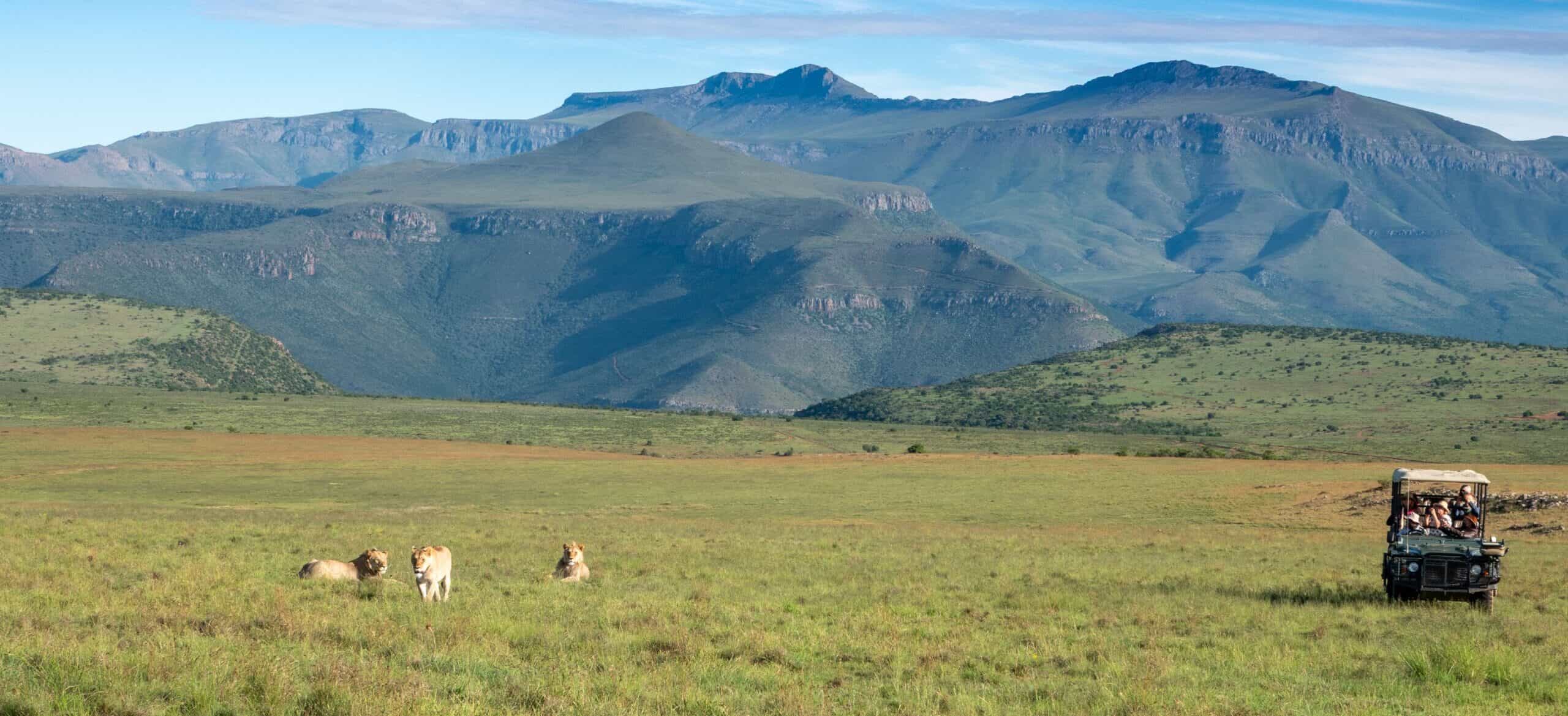 samara-mara-lions-mountain-landscape-vehicle-marnus-ochse (1)