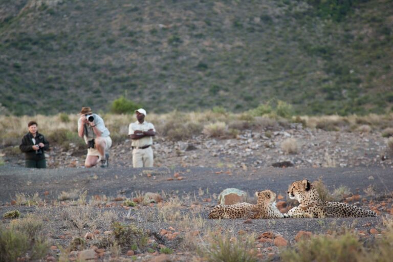 sibella-cheetah-cubs-photographer-guests-walking-safari-samara-karoo-south-africa (1)