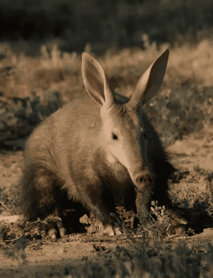 Aardvark
