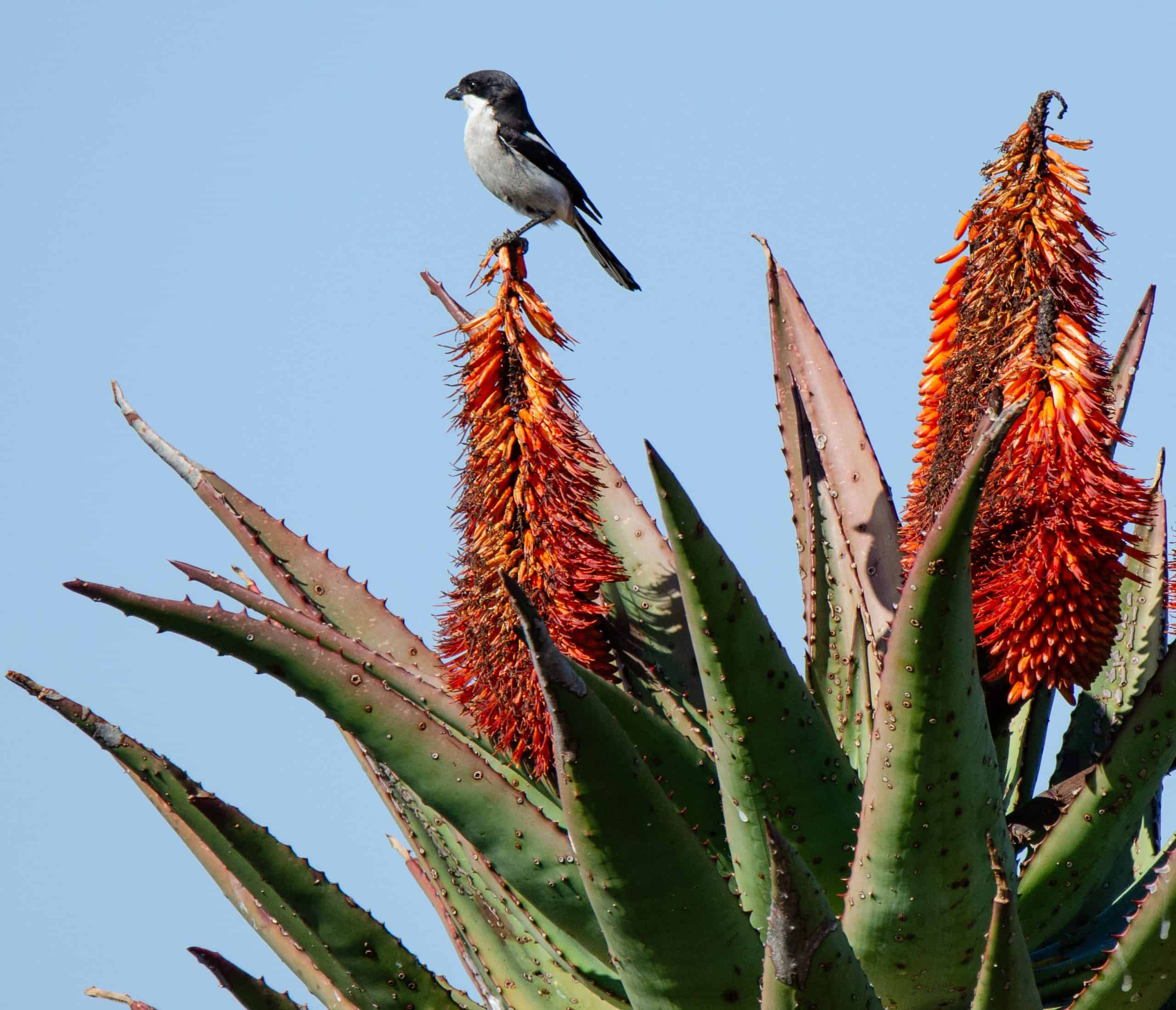 Aloe Ferox and Bird