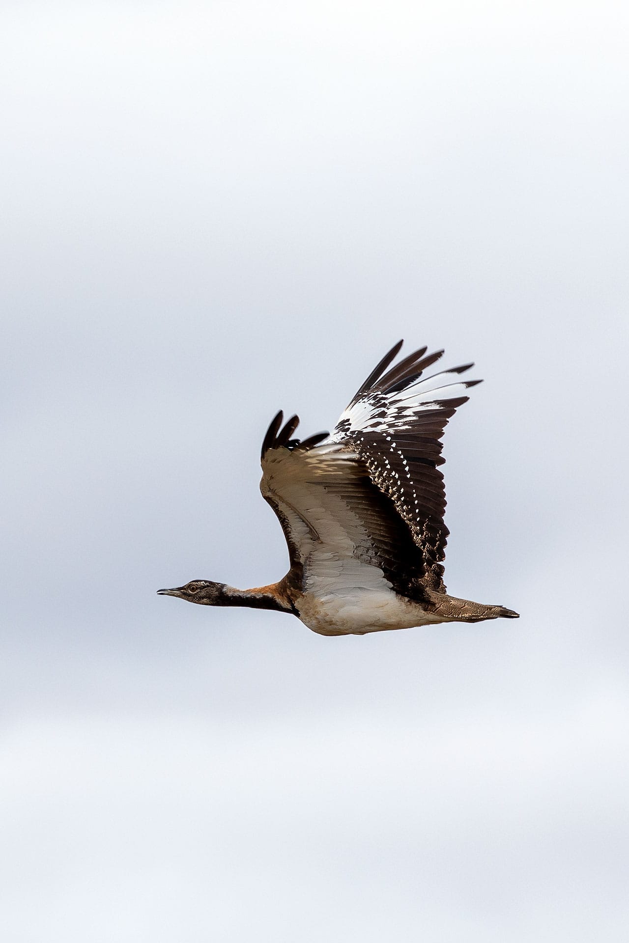 LudwigBustardFlying(2)_KathleenVanOppen