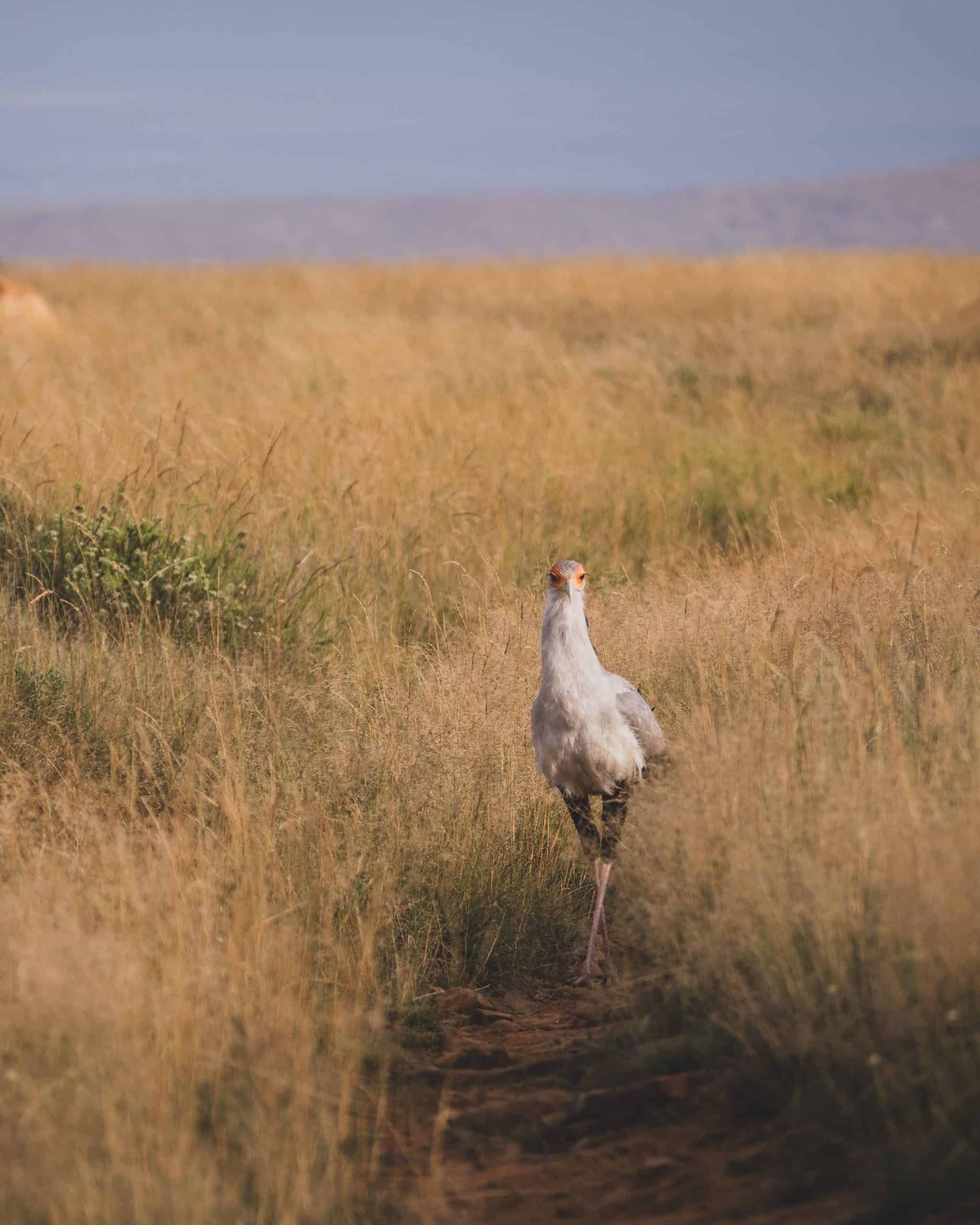 Secretary bird