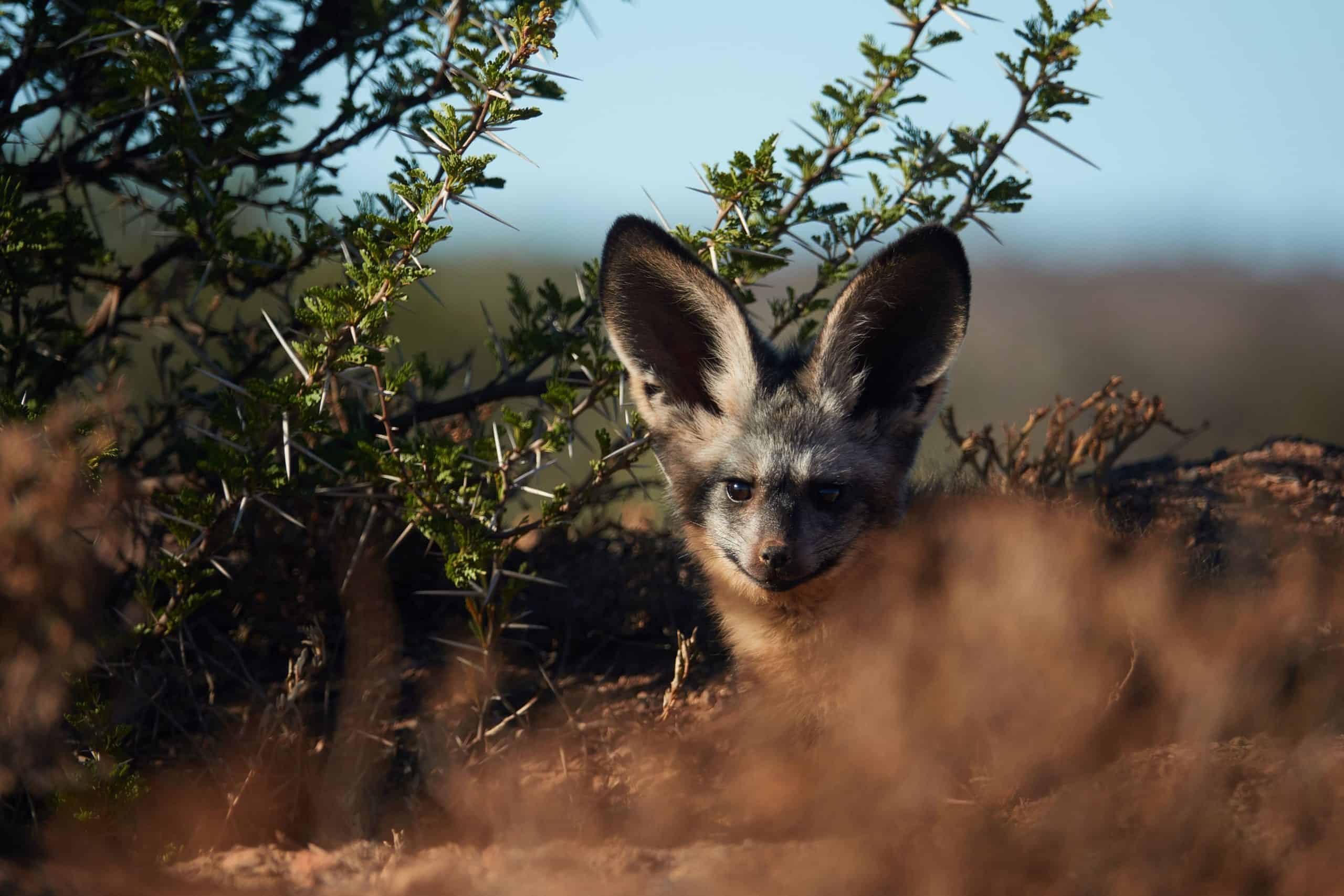 bat-eared-fox-pup-den-samara-karoo-eastern-cape-daviid-swanepoel