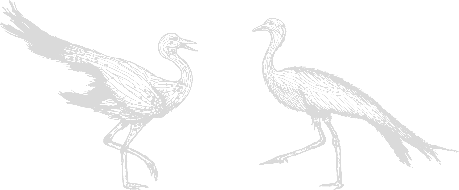 blue crane group illustration