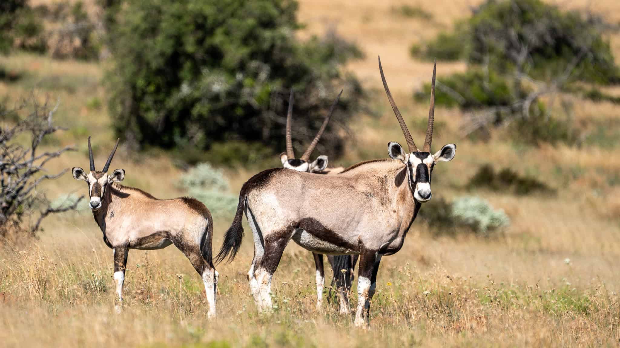 gemsbok-samara-karoo-reserve-marnus-ochse