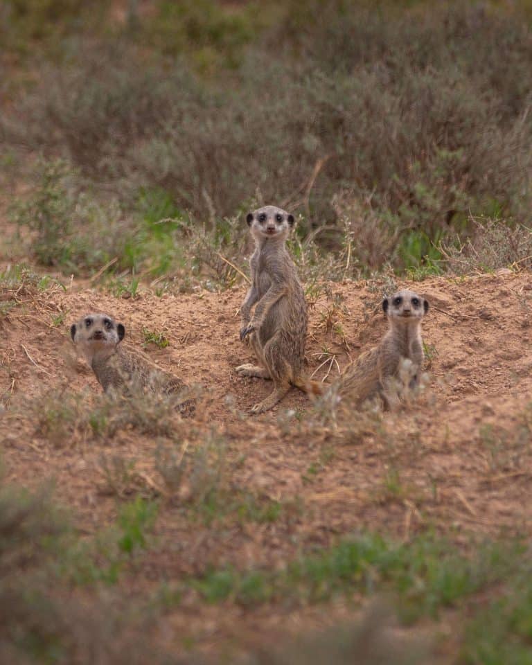 meerkats-burrow-roelof-wiesner