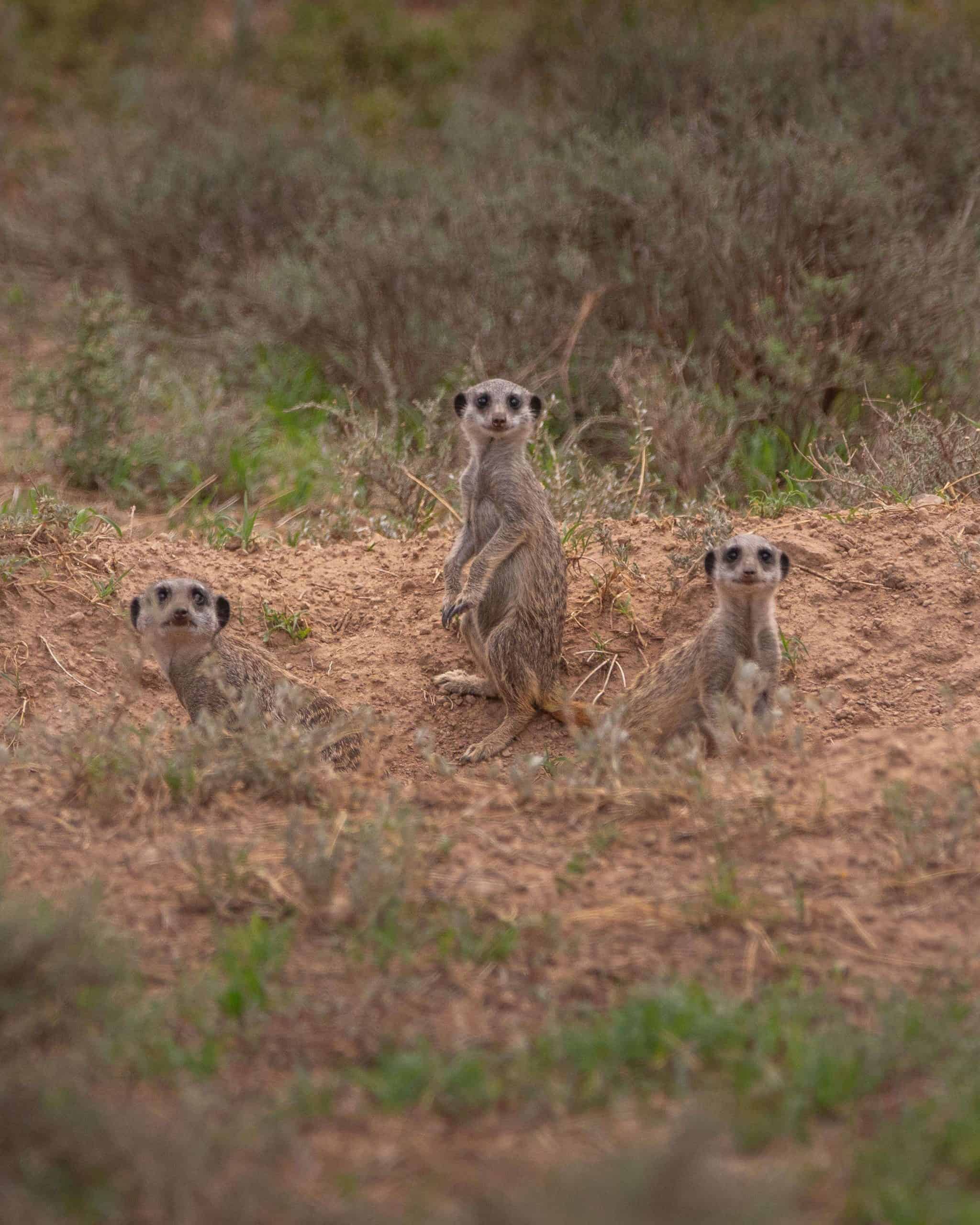 meerkats-burrow-roelof-wiesner
