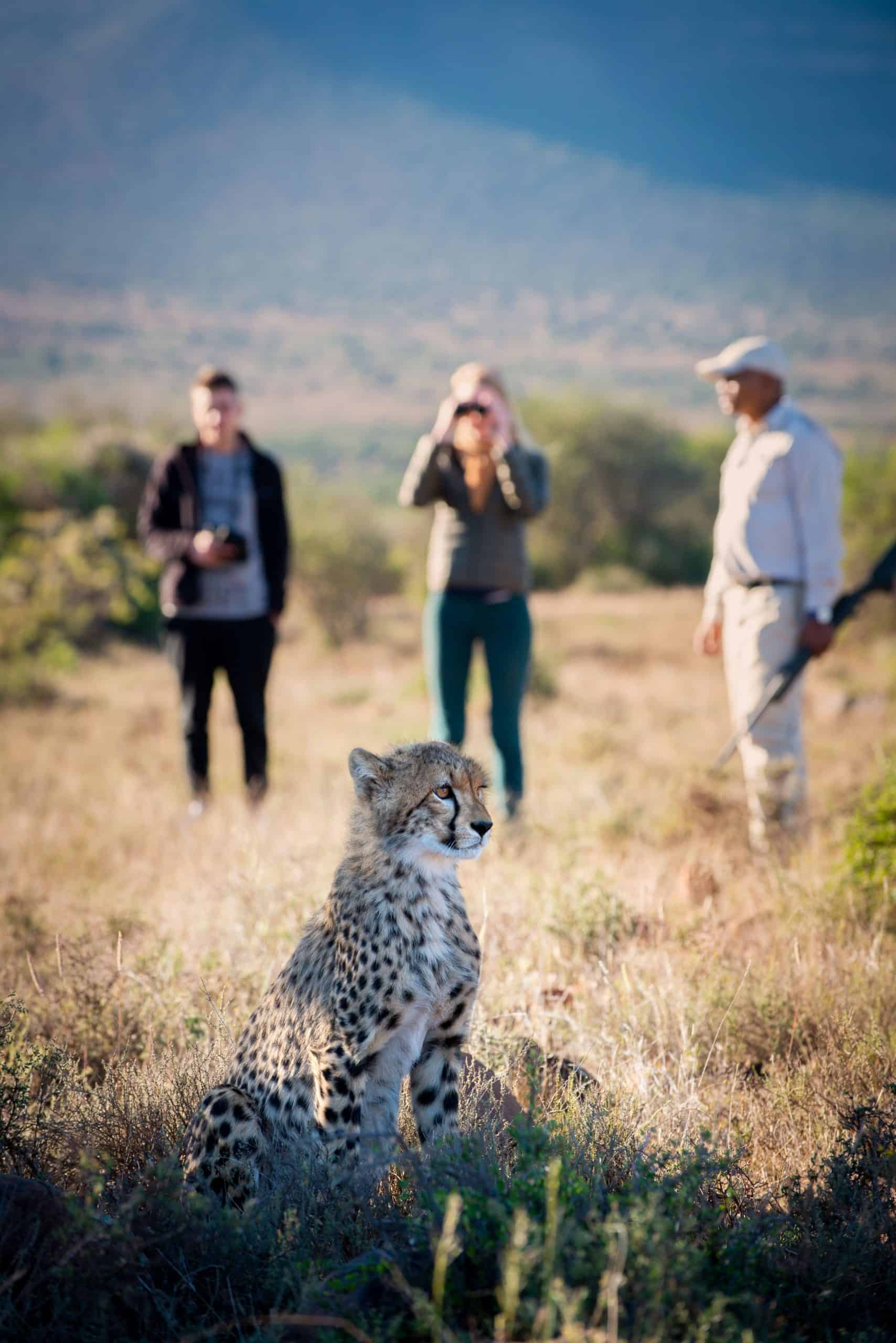 samara-cheetah-tracking-on-foot-great-karoo-south-africa-dook-2019 (1) (1)