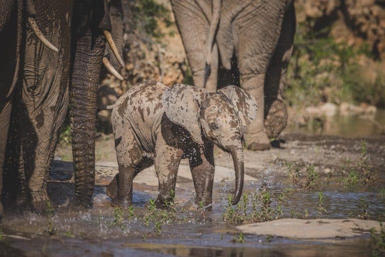 elephant-calf-water-droplets-samara-karoo-reserve-roelof-wiesner
