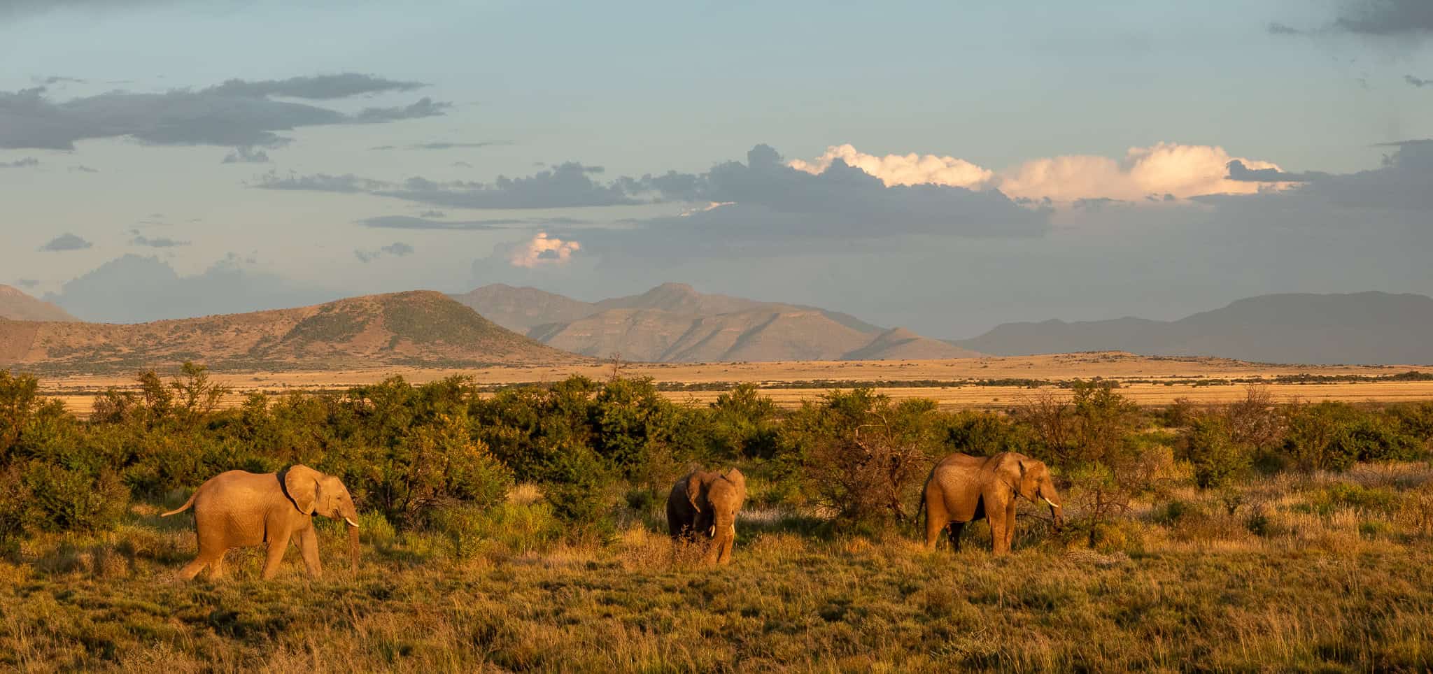 elephant-plains-of-camdeboo-samara-karoo-marnus-ochse-2