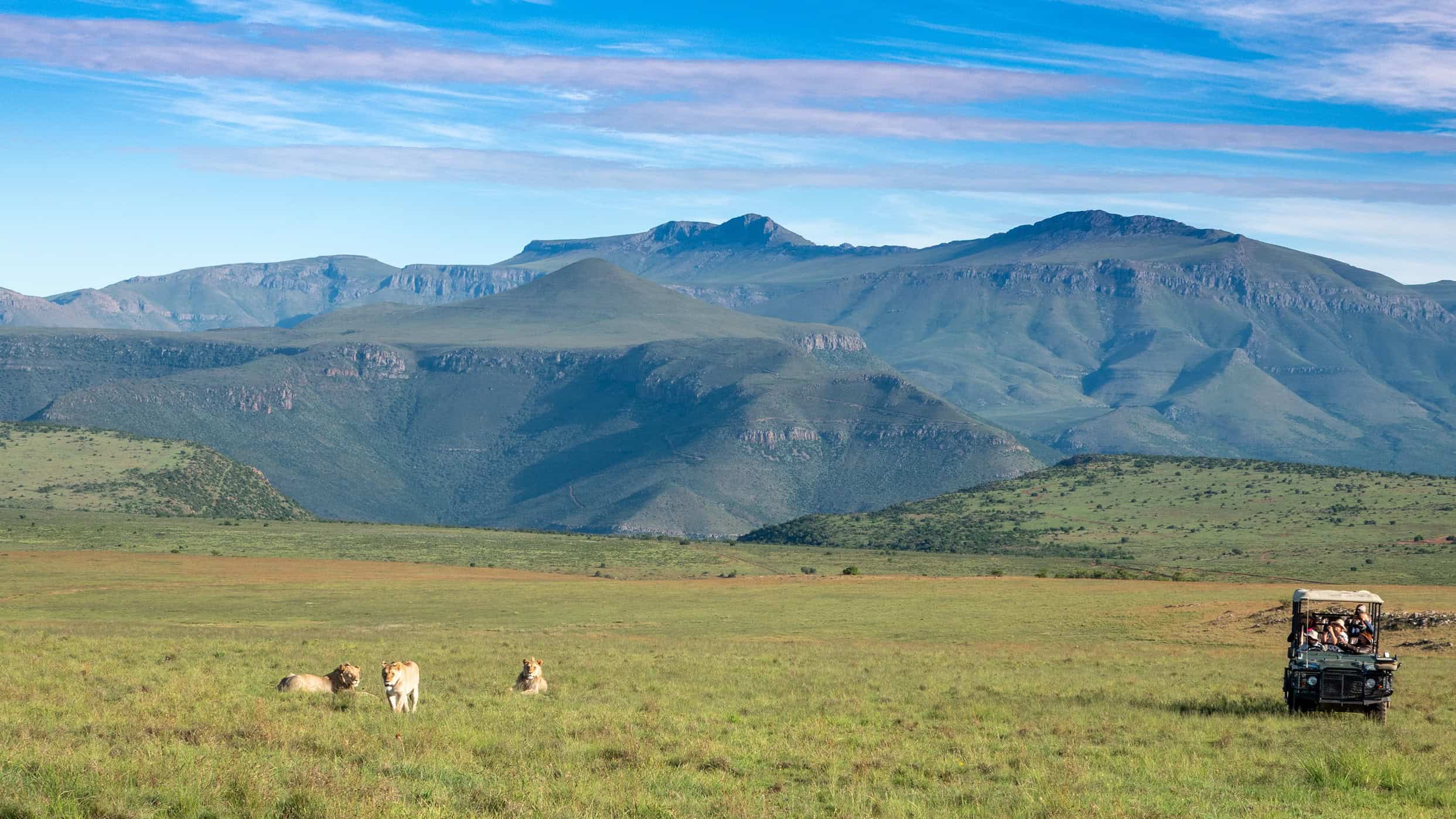 samara-mara-lions-mountain-landscape-vehicle-marnus-ochse (1)