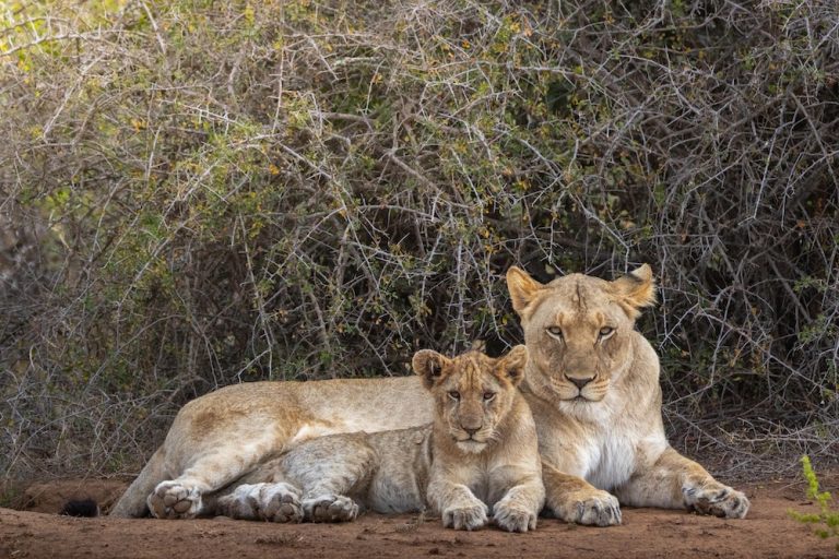 lion-cub-river-pride-family-portrait-roelof-wiesner (1)
