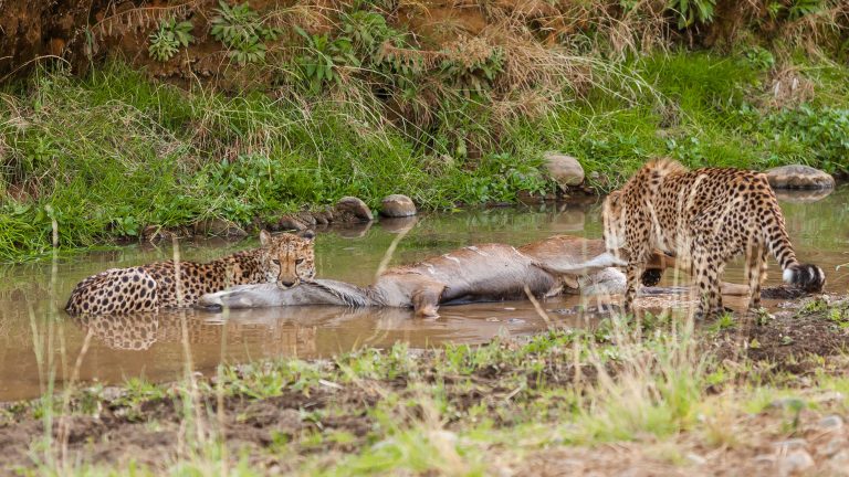 Cheetah kill. By Roland Bischoff